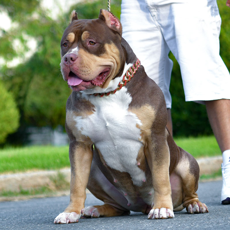 Lilac tri american bully with perfect structure